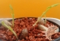 Preview: Pistacia vera, 10-1.000 Samen